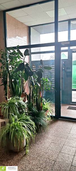 3 izbový byt pri električkovej trati s výhľadom na Draždiak - Vstupná hala 3-izbového bytu s veľkými oknami a zelenými izbovými rastlinami.