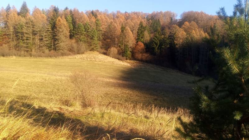 BRIEŠTIE- Hadviga lesný trávnatý pozemok 13 710 m2, vhodný na usadlosť - Krajina zobrazuje lúku obklopenú lesnými pozemkami s jesennými stromami.