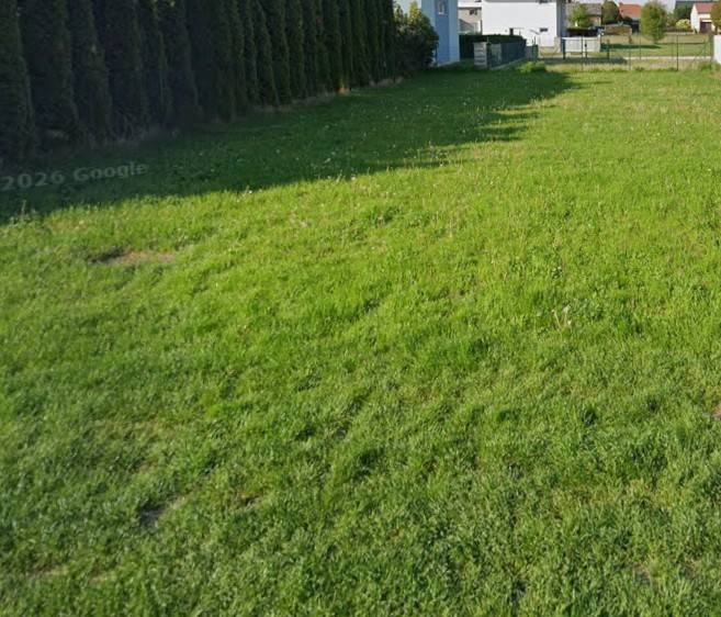 Stavebný pozemok v zastavanej časti , Kittsee - Trávnatý pozemok na bývanie v Kittsee s ihličnatými stromami na okraji.