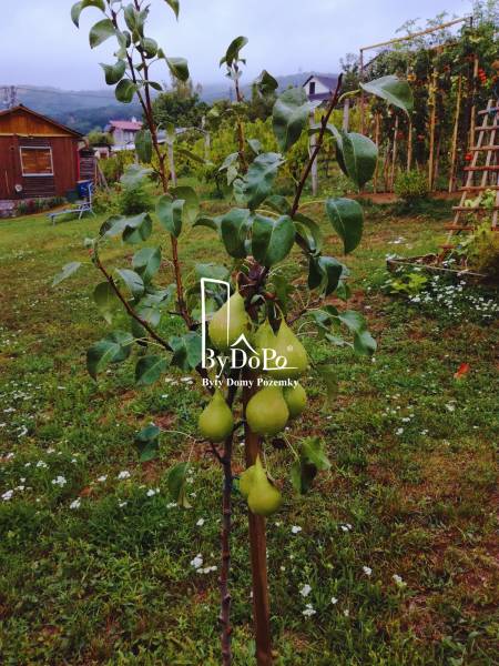 Pozemok na výstavbu rodinného domu, Narcisova ul., Nitra - Zobor - Záhrada na Narcisovej ulici v Nitre s hruškami, vhodná pre Pozemky - bývanie.