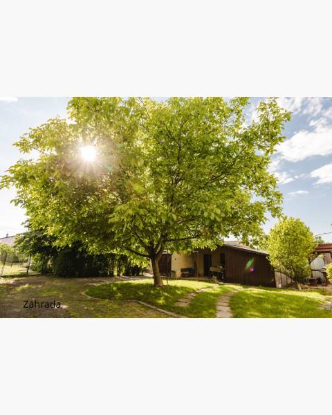 Dvojgeneračný rodinný dom s potenciálom | 2 bytové jednotky, TV - Záhrada pri rodinnom dome na SNP ulici v Trebišove, s veľkým stromom a trávnikom.