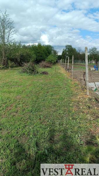 Na Predaj Rodinný dom pozemok 1587 m² v Horných Salibách  - Záhrada s viničom a trávnatou plochou pri rodinnom dome v obci Horné Saliby.