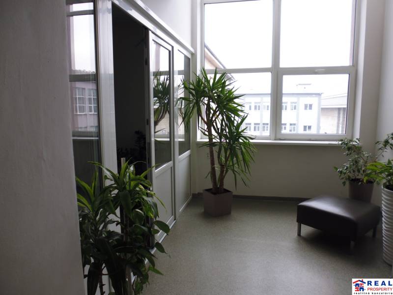 MASARYKOVA: Nebytové priestory 30 m2 - 3.posch., VÝŤAH, parkovanie - Kancelária s rastlinami a kreslom; veľké okno umožňuje prirodzené osvetlenie.