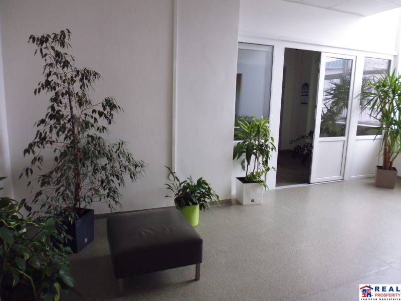 MASARYKOVA: Nebytové priestory 30 m2 - 3.posch., VÝŤAH, parkovanie - Kancelárie s rastlinami, svetlými stenami a bielymi dverami.