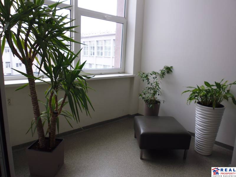 MASARYKOVA: Nebytové priestory 36 m2 - 3.posch., VÝŤAH, parkovanie - Kancelárie s rastlinami, kreslom a veľkým oknom, podlaha s dekorom.