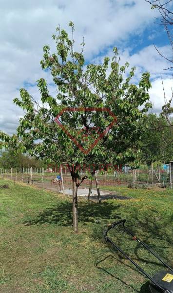 Na predaj RD na bývanie alebo investičná príležitosť Horné Saliby - Ovocinársky strom v záhrade pri rodinnom dome na ulici Salibská v Horných Salibách.