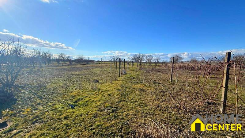 NA PREDAJ 5 izbový rodinný dom s veľkou záhradou v obci Iža - Pozemok pri rodinnom dome v Iži s ovocnými stromami a viničom počas slnečného dňa.