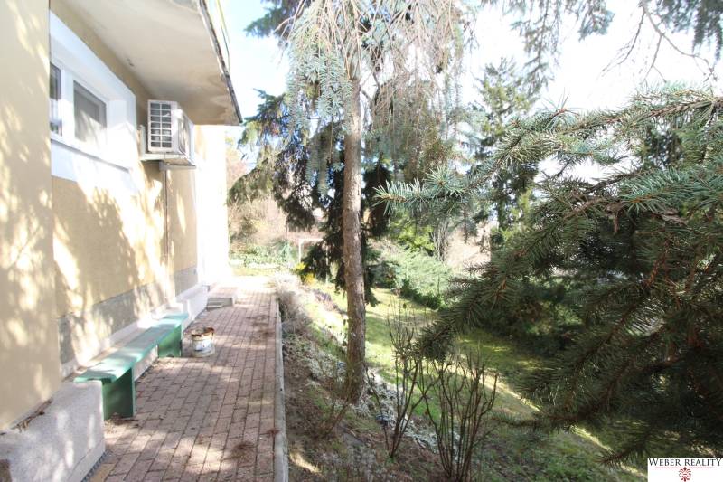 1-izb. kompletne zrekonštr.byt na Hradnom kopci (Lichardova ul.)  - Záhrada pri dome v Bratislave - Starom Meste na Lichardovej ulici s ihličnatými stromami.