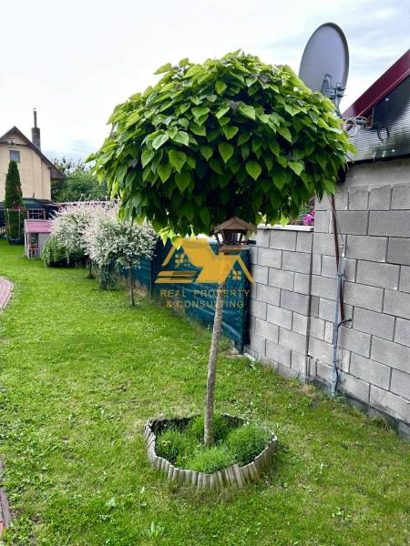 Predám peknú chatu na celoročné bývanie v Nových zámkoch - Na záhrade chaty v Nových Zámkoch je okrasný strom s hustou korunou.