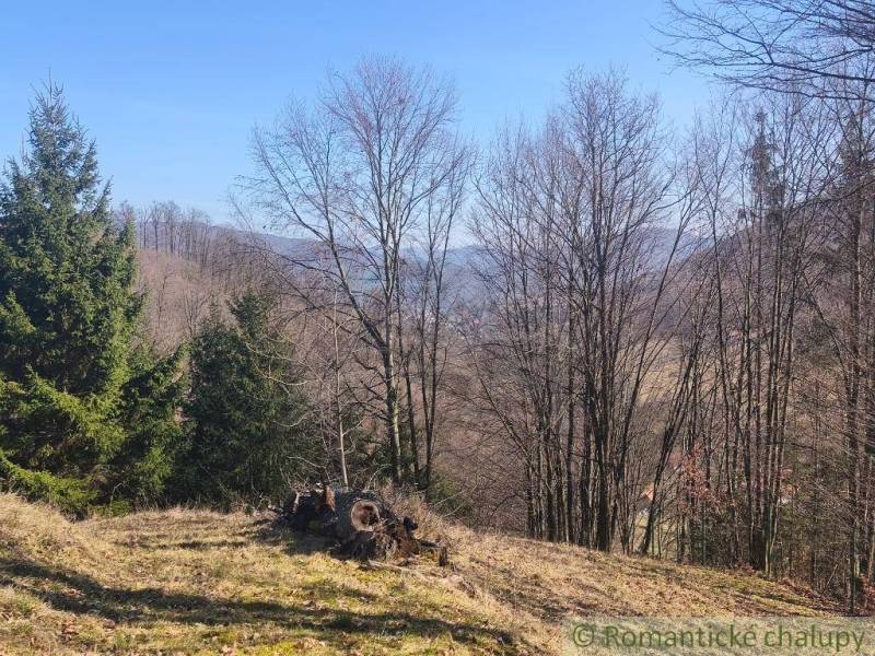 Krásny slnečný pozemok v Novej Bani - Jesenná príroda v Záhradách Novej Bane s viditeľnými ihličnanmi a trávnatým porastom.