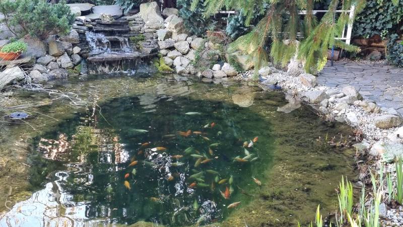 LIMBACH, 176 m2 –  kompletne zrekonštruovaný 5-i rodinný dom - Záhradné jazierko s rybami, vodopádom a zeleňou. Limbach a rodinný dom atmosféra.