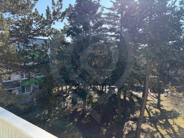 Predaj 3.izbového bytu v Ružinove v obkolesené borovicového lesíka - Stromy na Ondrejovovej ulici v Bratislave-Ružinove poskytujú výhľad z 3-izbového bytu.