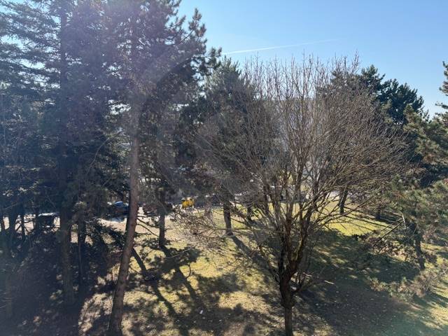 Predaj 3.izbového bytu v Ružinove v obkolesené borovicového lesíka - Park v Bratislave-Ružinove na Ondrejovovej ulici s hustým stromovým porastom.