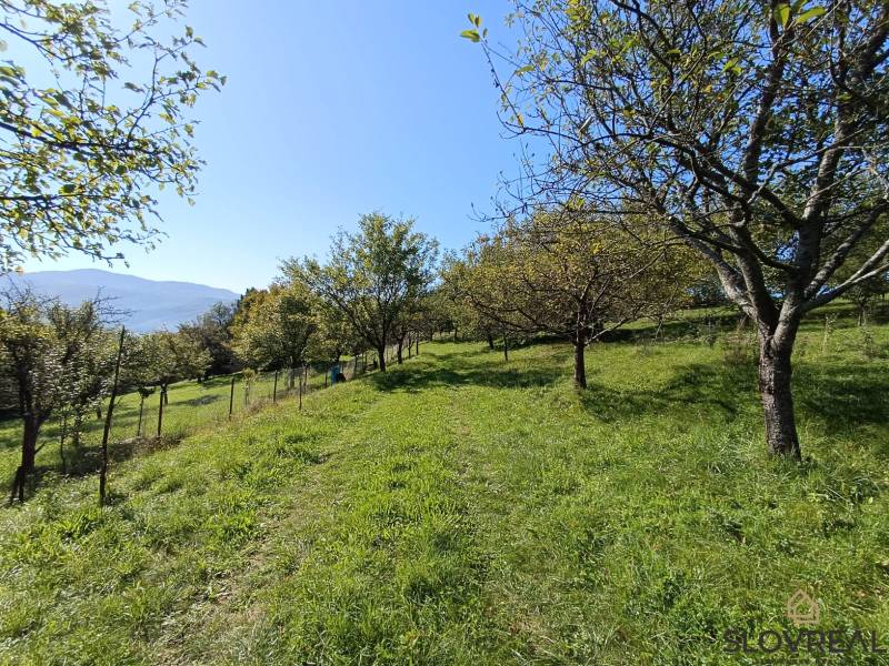 : Predaj rodinného domu s veľkým pozemkom v obci Pitelová  - Ovocný sad na mierne svahovitom pozemku pri rodinnom dome v Pitelovej.