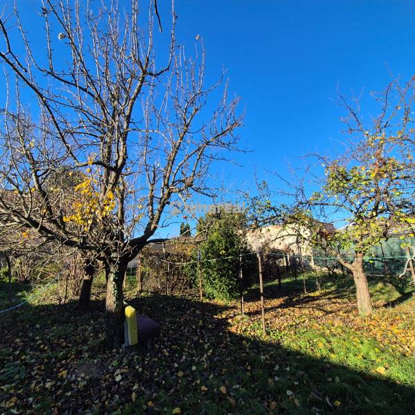 * na predaj 3i rodinný dom, 6á pozemok, Čataj - Záhrada v meste Čataj s trávnikom a ovocnými stromami pri rodinnom dome.