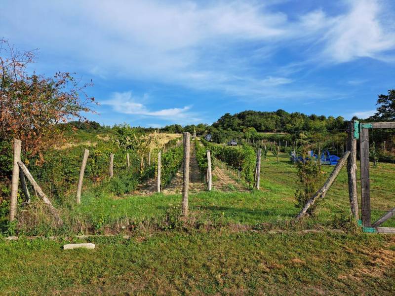 Oplotený obrábaný vinohrad so studňou a kontajnerom. - Vinice a zeleň na Rekreačných pozemkoch na Fajgalskej ceste v Pezinku.