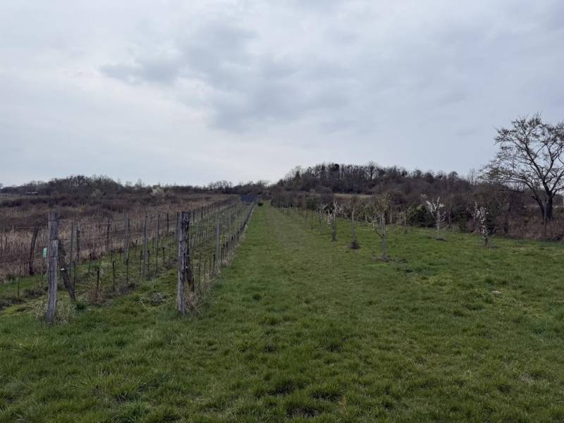 Oplotený obrábaný vinohrad so studňou a kontajnerom. - Travnatý pozemok s viničom a stromami na Fajgalskej ceste v Pezinku, Rekreačné pozemky.