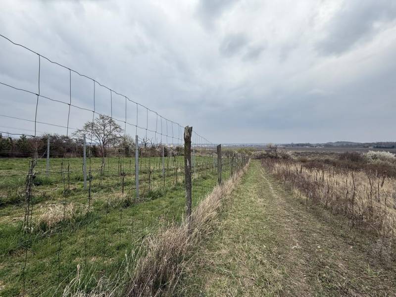 Oplotený obrábaný vinohrad so studňou a kontajnerom. - Vinice na Rekreačných pozemkoch vo Fajgalskej ceste v Pezinku pod oblačnou oblohou.