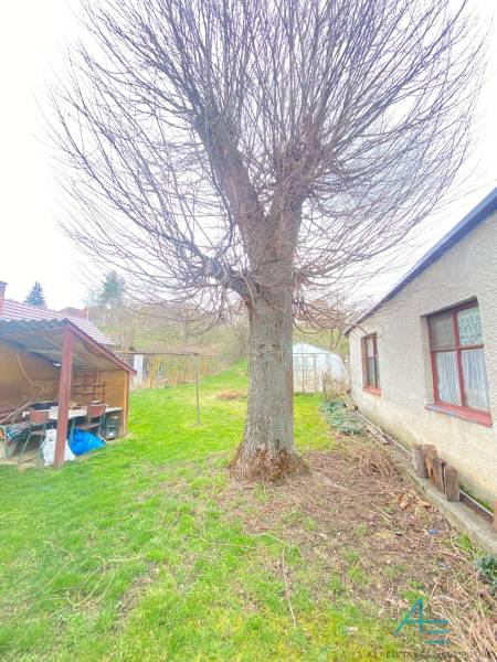 RD so záhradou, pivnicou garážou na Myjave.  - Záhrada pri rodinnom dome na ulici Turá lúka v Myjave s veľkým stromom.