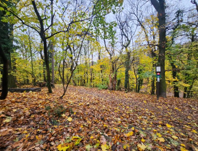 - PRENÁJOM - 2 IZBOVÝ BYT - DOLNÁ UL. - STARÉ MESTO - Jesenný les s opadanými listami na turistickej trase v Bratislave - Staré Mesto.