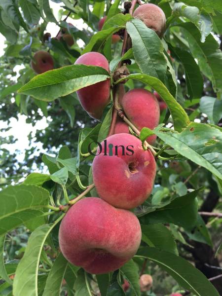 Kaskádovitá záhrada s výhľadom na Kalváriu – Nitra, Horné Krškany - Strom v záhradách Nitry so zrelými plochými broskyňami na vetvách.