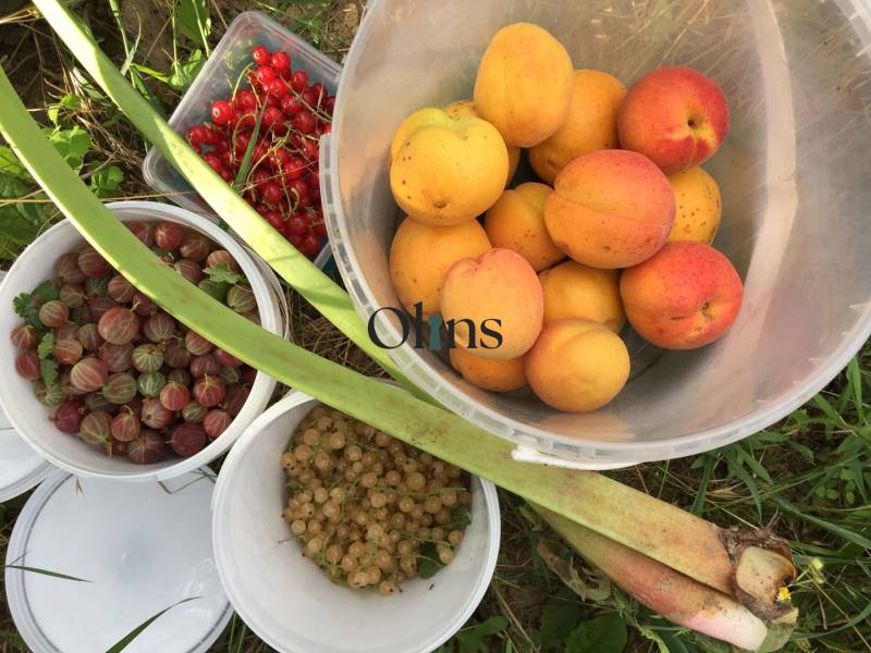 Kaskádovitá záhrada s výhľadom na Kalváriu – Nitra, Horné Krškany - Čerstvé ovocie zo záhrad v Nitre: marhule, egreše, ríbezle a rebarbora.