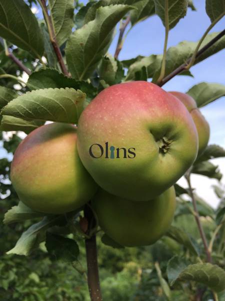 Kaskádovitá záhrada s výhľadom na Kalváriu – Nitra, Horné Krškany - Zrelé jablká na strome v Záhradách pri Nitre pod modrou oblohou.