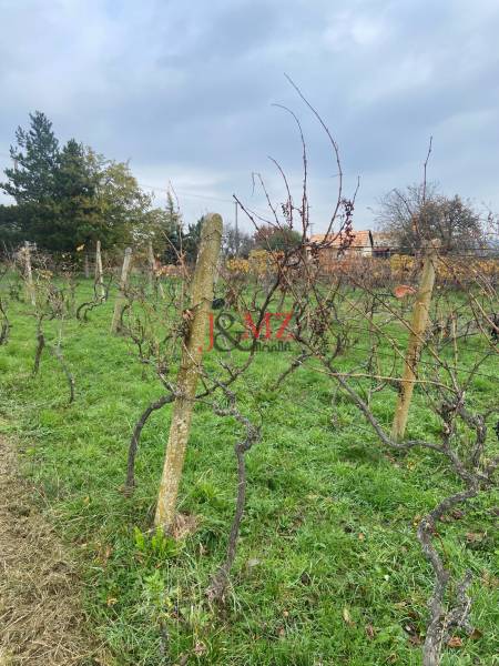 Vinica s pozemkom na výstvabu chaty - Žemberovce - znížená cena  - Vinica na ulici Zadná hora s vinicou, vinohrady v pozadí pod oblačnou oblohou.