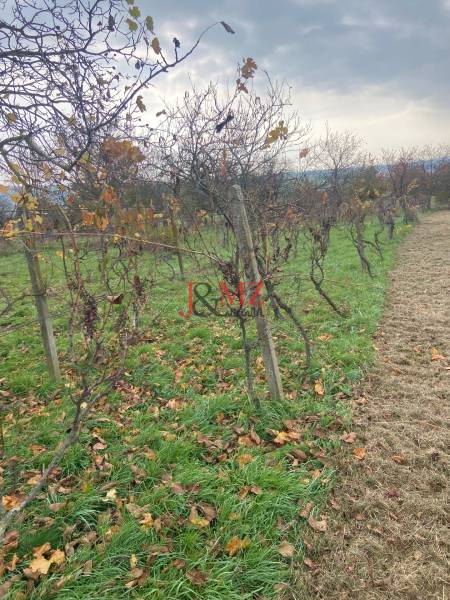 Vinica s pozemkom na výstvabu chaty - Žemberovce - znížená cena  - Vinohrad s opadanými listami na ulici Zadná hora - Vinice. Stromy, tráva, jeseň.