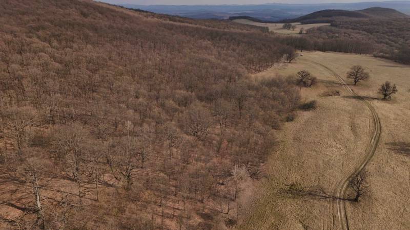 Príbelce – 3.748 m2 Lesný pozemok - Lesné pozemky v okolí Príbeliec s poľnou cestou a listnatým lesom na svahu.