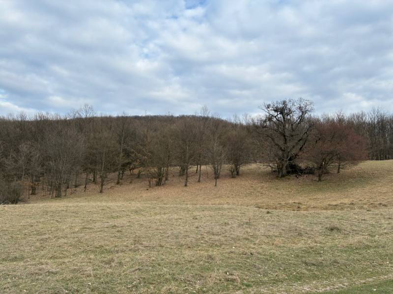Príbelce – 3.748 m2 Lesný pozemok - Poľnohospodárske a lesné pozemky v Príbelciach s listnatými stromami a zamračenou oblohou.