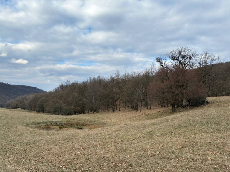 Príbelce – 3.748 m2 Lesný pozemok - Poľnohospodárske a lesné pozemky v Príbelciach s holými stromami a zamračenou oblohou.