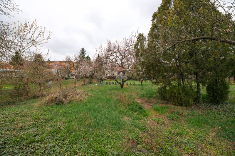 Na predaj rodinný dom Trnava, Zelenečská ulica, pozemok 1085 m2 - Záhrada v okolí rodinného domu na Zelenečskej ulici v Trnave s ovocnými stromami.