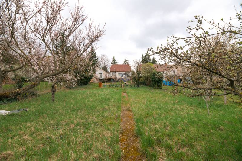 Na predaj rodinný dom Trnava, Zelenečská ulica, pozemok 1085 m2 - Predný dvor s ovocnými stromami pri rodinnom dome na Zelenečskej ulici v Trnave.