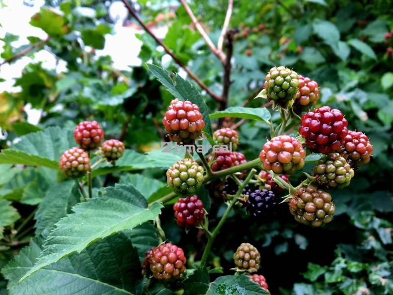 Bývanie v prírode, na dosah mesta, murov. chatka s celoročným využitím - Zrelé a nezrelé černice v záhrade rodinného domu pri Bohdanovciach nad Trnavou, obklopené listami.