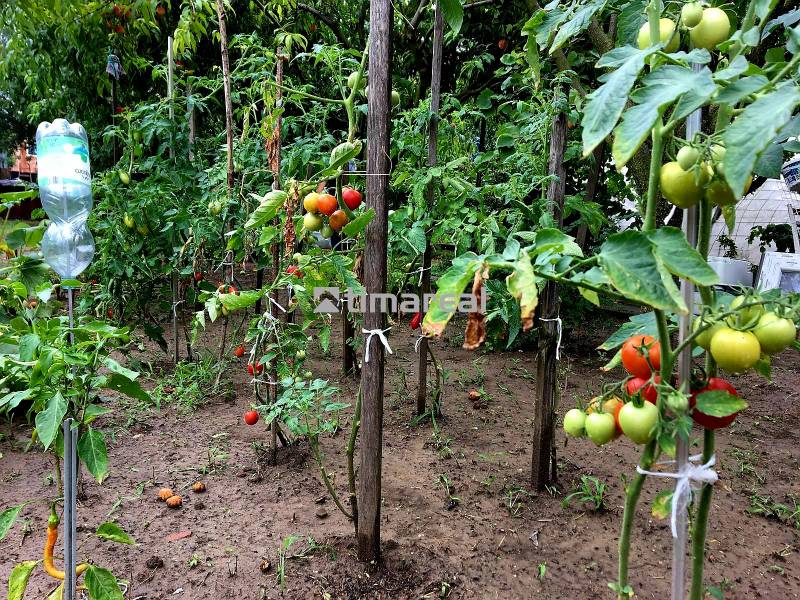 Bývanie v prírode, na dosah mesta, murov. chatka s celoročným využitím - Záhrada v Bohdanovciach nad Trnavou s rajčinami a paprikami pri rodinnom dome.