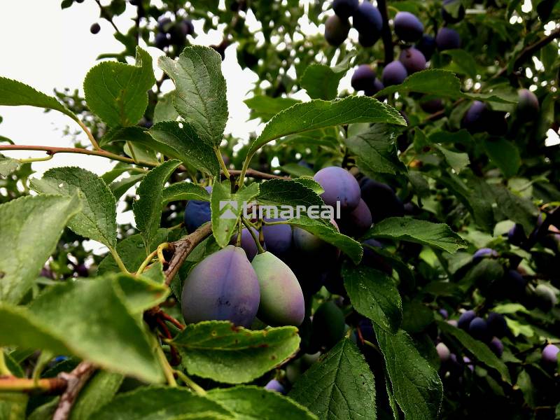Bývanie v prírode, na dosah mesta, murov. chatka s celoročným využitím - Strom so zrejúcimi slivkami v záhrade rodinného domu v Bohdanovciach nad Trnavou.