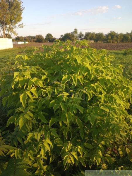 Trojizbový rodinný dom vhodný aj na chalupu v kľudnej časti obce Jatov - Záhradný pozemok s bujným kríkom a poľami v okolí rodinného domu v Jatove.