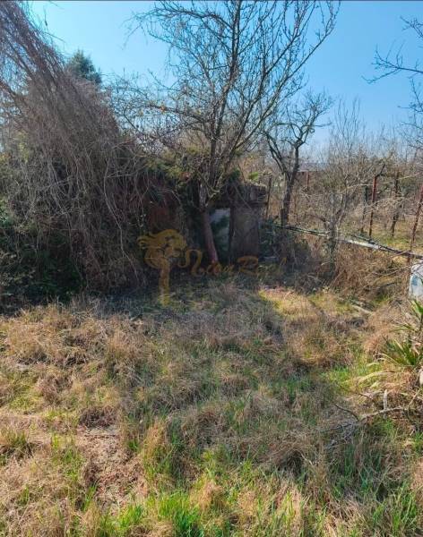 Záhrada na Žabom majeri, Rača - Zarastené záhrady v Bratislave - Rači na Žabom majeri, plné divokej vegetácie a stromov.