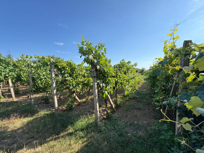 Na predaj: Ovocná záhrada v Leviciach - Vinice v záhradách Levíc s modrou oblohou a zelenými rastlinami.
