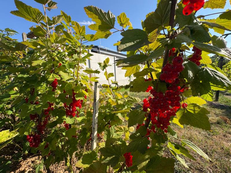 Na predaj: Ovocná záhrada v Leviciach - Červené ríbezle v záhradách v Leviciach, obklopené zelenými listami pod modrou oblohou.