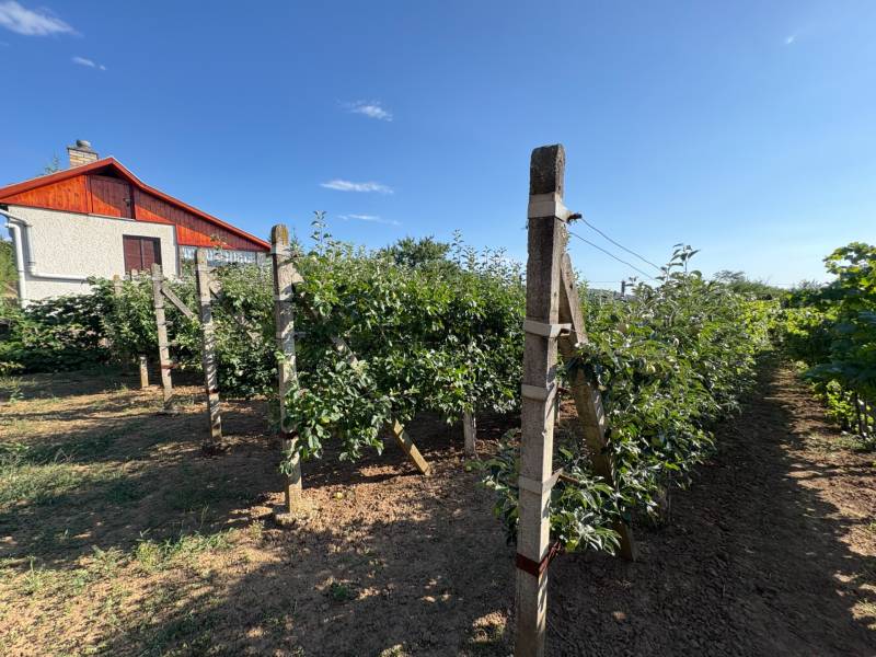 Na predaj: Ovocná záhrada v Leviciach - Vidiecka záhrada v Leviciach s ovocnými stromami a domom na pozadí.