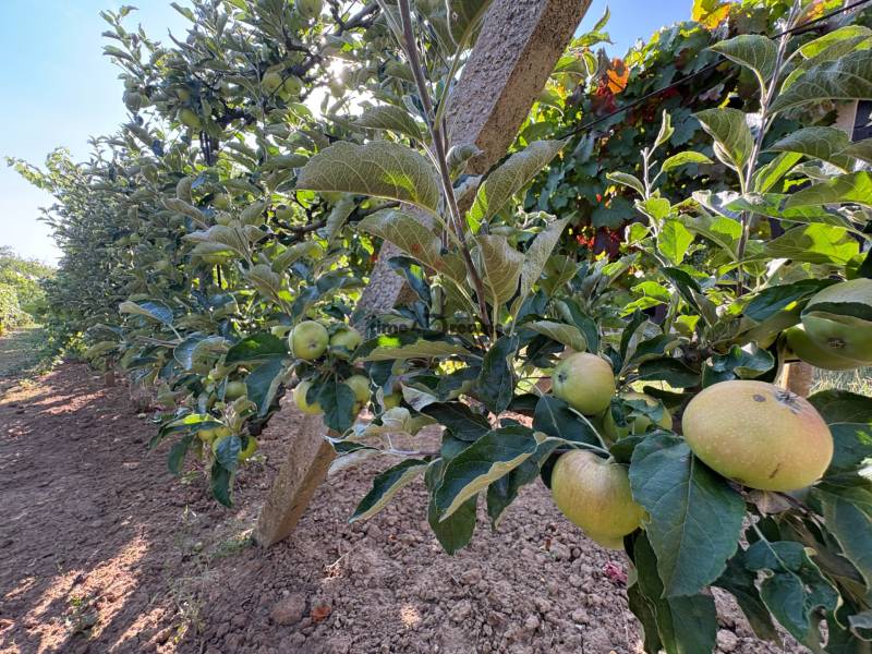 Na predaj: Ovocná záhrada v Leviciach - Jablká rastúce v sade v Záhradách v Leviciach počas slnečného dňa.