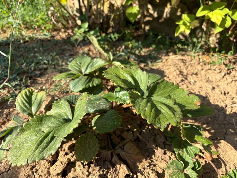 Na predaj: Ovocná záhrada v Leviciach - Záhrady v Leviciach s rastlinou na suchom hlinenom povrchu, obklopené zeleňou.