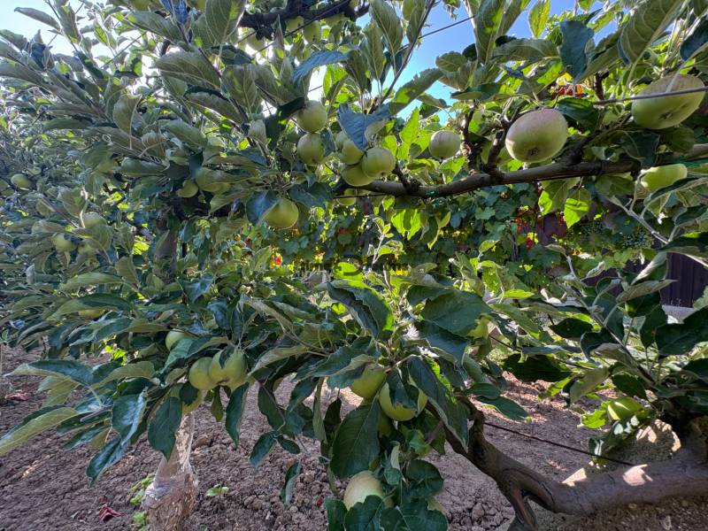 Na predaj: Ovocná záhrada v Leviciach - Jablone so zrelými plodmi v záhradách v Leviciach pod modrou oblohou.