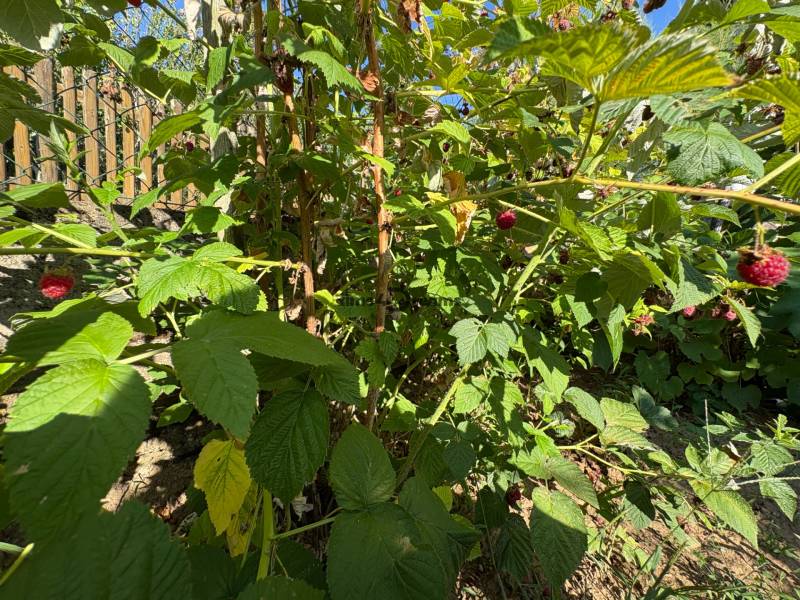 Na predaj: Ovocná záhrada v Leviciach - Malinové kríky v záhradách v Leviciach počas slnečného dňa.