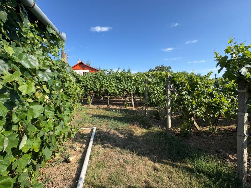 Na predaj: Ovocná záhrada v Leviciach - Vinohradnícke záhrady v Leviciach s červenou strechou a modrou oblohou.