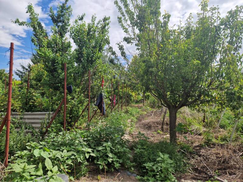 Na predaj 3 izbový rodinný dom s veľkým pozemkom - Záhrada pri rodinnom dome v Dolnom Štáli s hustou zeleňou a stromami.