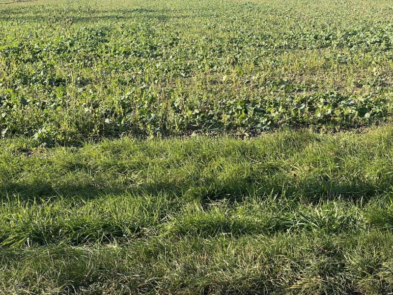 ☎️ 0918197701-IBA U NÁS !!  Na predaj investičný pozemok na výstavbu 1 - Zelené pole a tráva v Jahodnej, Zvláštne nehnuteľnosti.