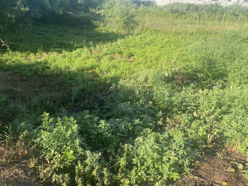 ☎️ 0918197701-Predám stavebný pozemok v obci Tomášikovo - Zeleň na pozemkoch v Tomášikove pre bývanie, obklopená bujnou vegetáciou.